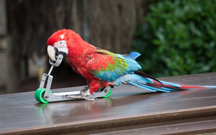 Macaw close-up fonds d'écran HD #19