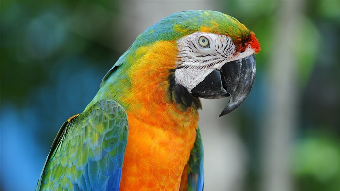 Macaw Nahaufnahme HD Wallpaper #21