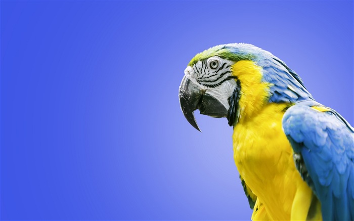 guacamayo primer plano HD fondos de pantalla #24