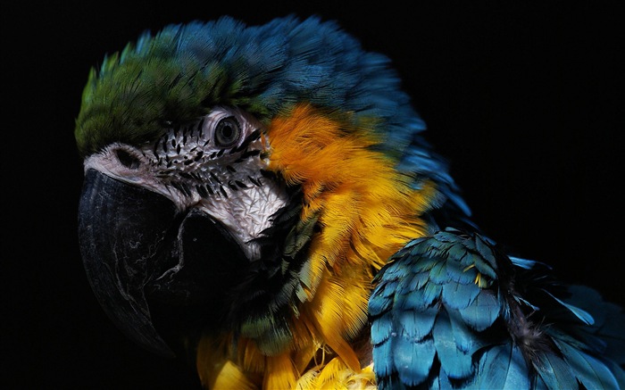 Macaw close-up HD wallpapers #25