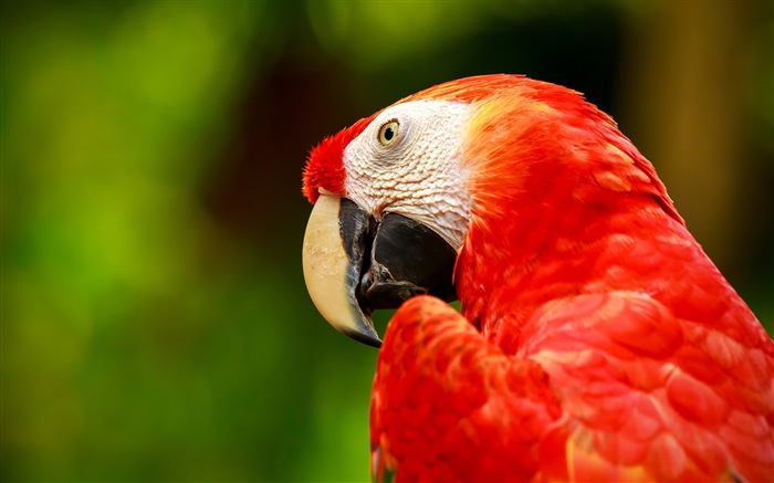 Macaw close-up fonds d'écran HD #26