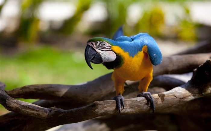 クローズアップのHDの壁紙をコンゴウインコ #4