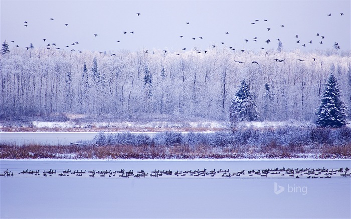 12 2014 fondos de pantalla HD Bing #2