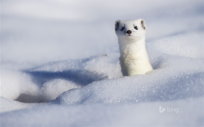 12 2014 fondos de pantalla HD Bing #12