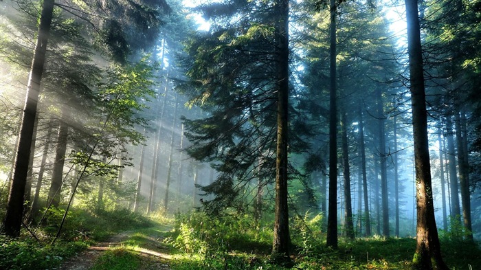 Windows 8 theme forest scenery HD wallpapers #1