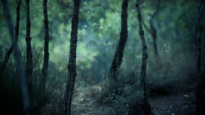 윈도우 8 테마 숲 풍경의 HD 월페이퍼 #7