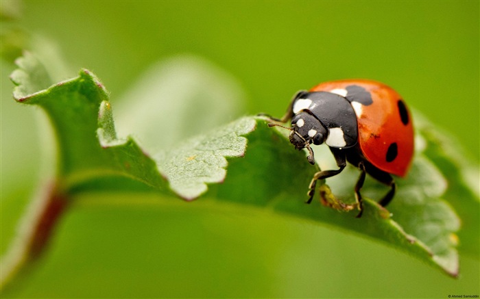 Windows 8 theme wallpaper, insects world #2