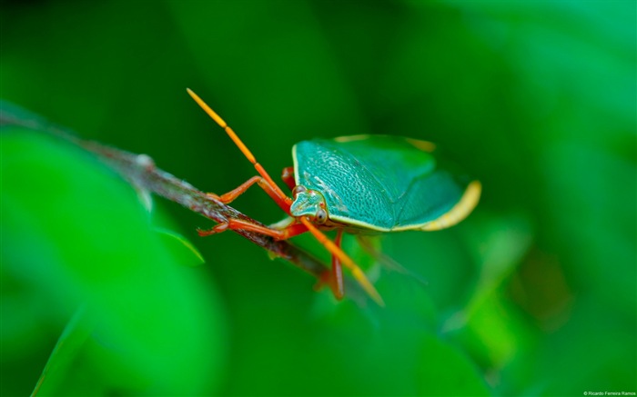 Windows 8 theme wallpaper, insects world #3