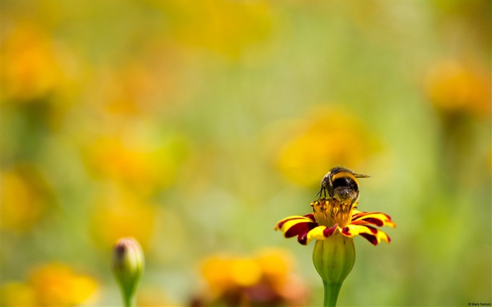 Windows 8 theme wallpaper, insects world #10