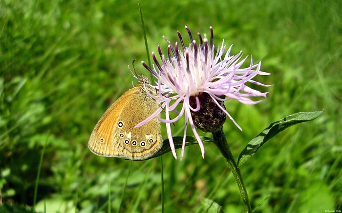 Windows 8 theme wallpaper, insects world #12