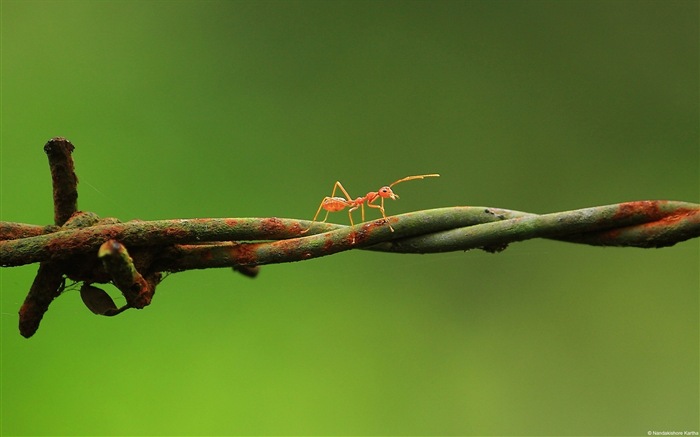 Windows 8 theme wallpaper, insects world #14