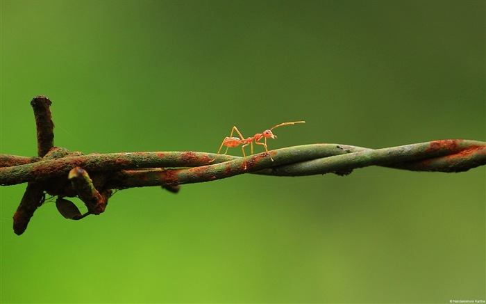 Windows 8 fond d'écran thème, insectes monde #14