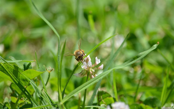 Windows 8 theme wallpaper, insects world #16