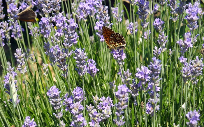 Windows 8 theme wallpaper, insects world #17