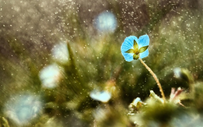 Flores de primavera florecen fondos de pantalla de alta definición #2