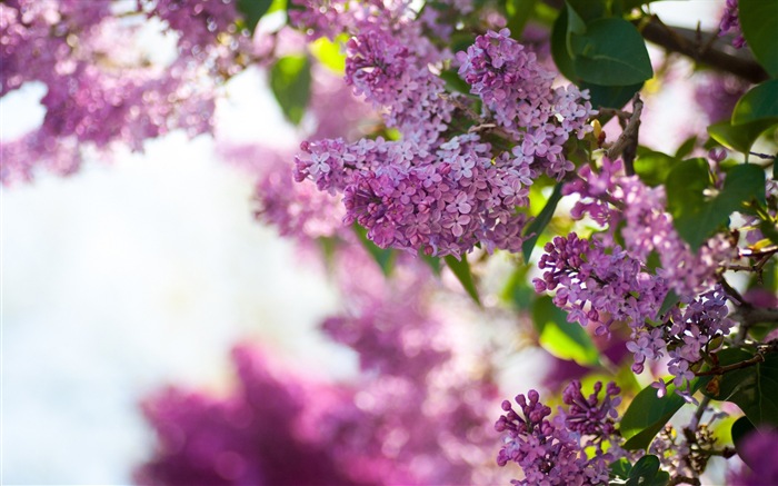 Fleurs de printemps fleurissent fonds d'écran HD #13