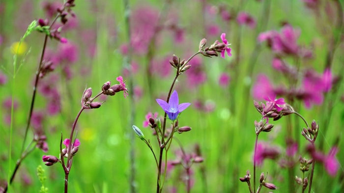 Fleurs de printemps fleurissent fonds d'écran HD #16