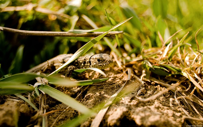 Divertidas de los animales, de Windows 8 fondos de pantalla de alta definición #7