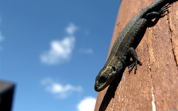 Divertidas de los animales, de Windows 8 fondos de pantalla de alta definición #12