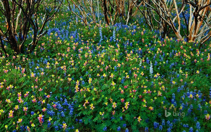 März 2015 Bing HD Hintergrundbilder #13