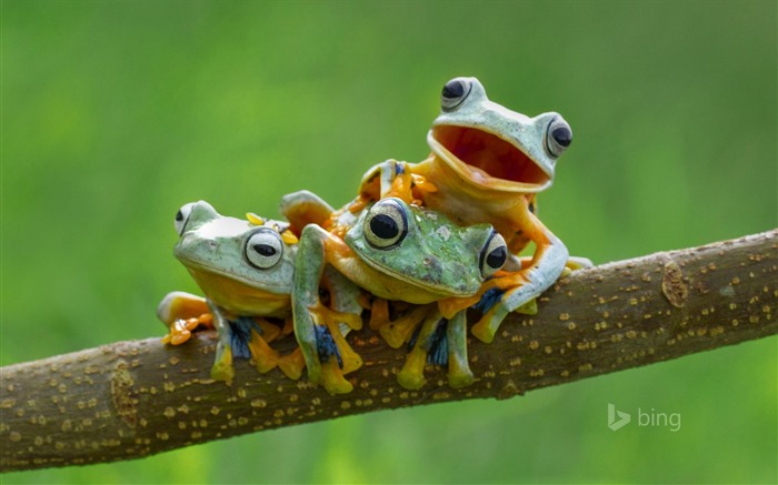 Abril de 2015 fondos de pantalla HD Bing #6