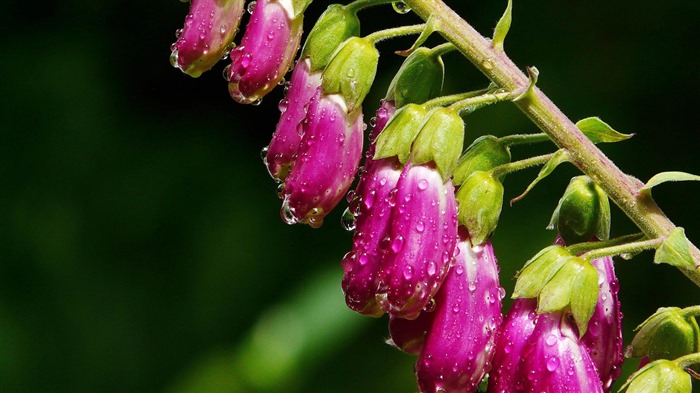 Belles fleurs fonds d'écran avec la rosée HD #1