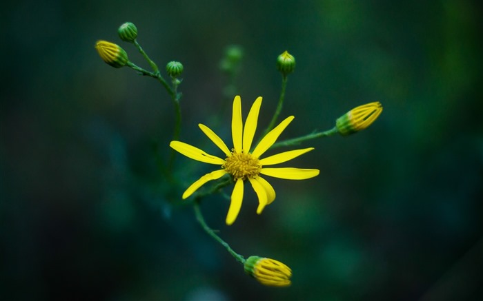 Belles fleurs fonds d'écran avec la rosée HD #12