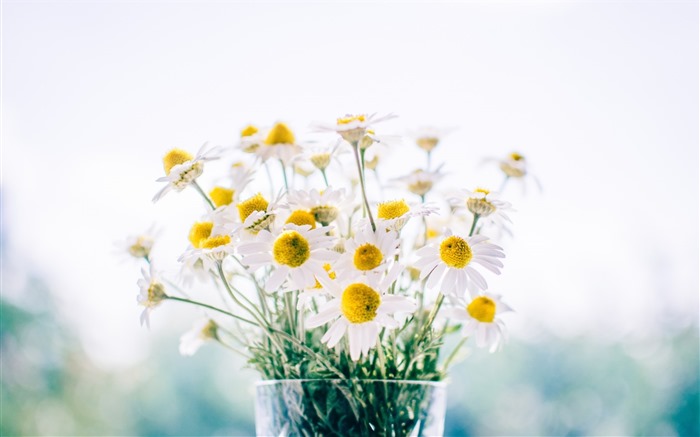 Belles fleurs fonds d'écran avec la rosée HD #15