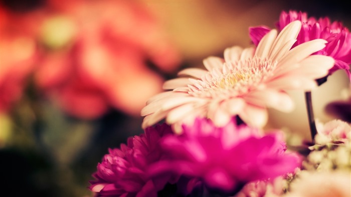 Schöne Blumen mit Tau HD Hintergrundbilder #20