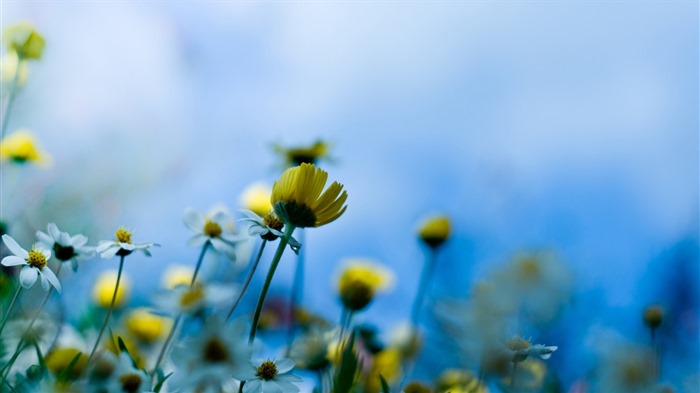 Hermosas flores con fondos de pantalla de alta definición de rocío #25