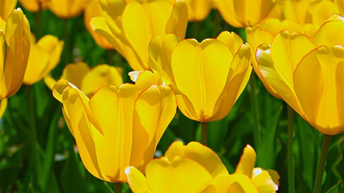 Frisch und bunten Tulpen Blumen HD Wallpaper #5