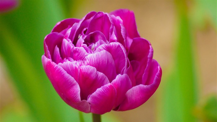 Fresh and colorful tulips flower HD wallpapers #11