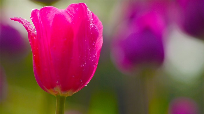 清新多彩的郁金香花 高清壁纸12