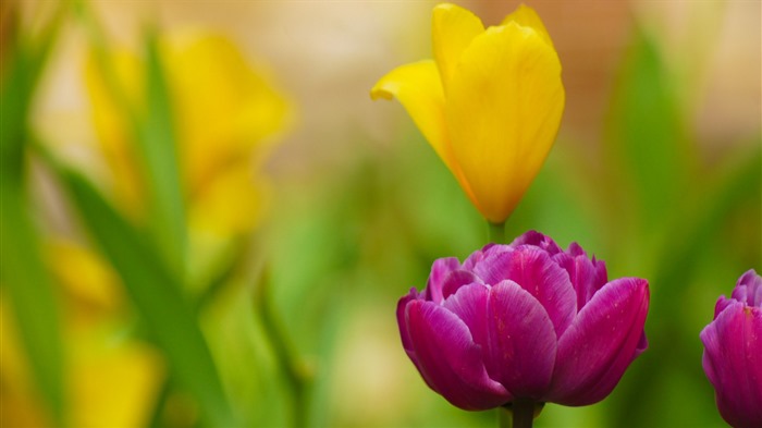 清新多彩的郁金香花 高清壁纸15