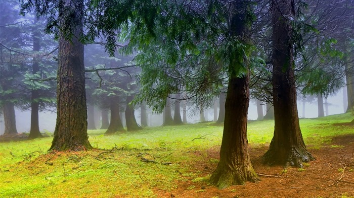 Les arbres, les montagnes, l'eau, lever et coucher du paysage de nature, fonds d'écran HD #15