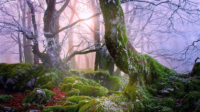 Les arbres, les montagnes, l'eau, lever et coucher du paysage de nature, fonds d'écran HD #16