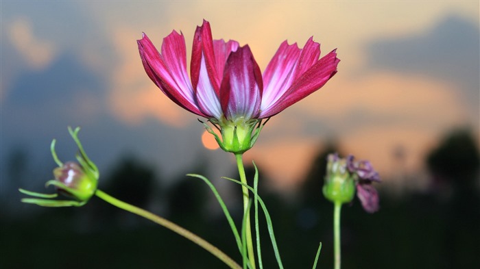 格桑鲜花桌面壁纸13