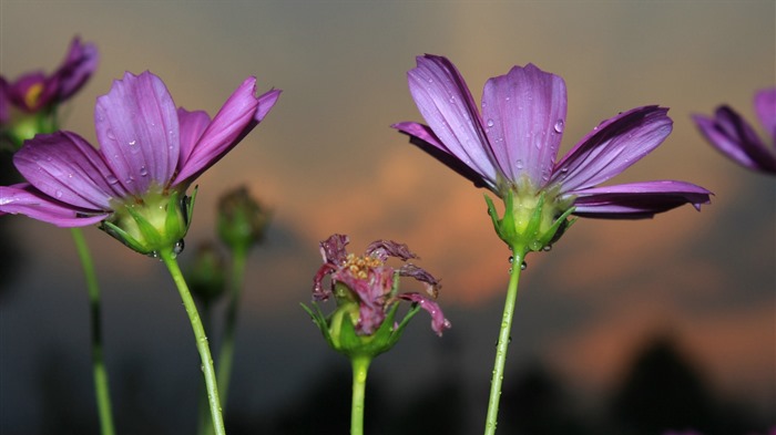 Gesang fonds d'écran fleurs de bureau #15