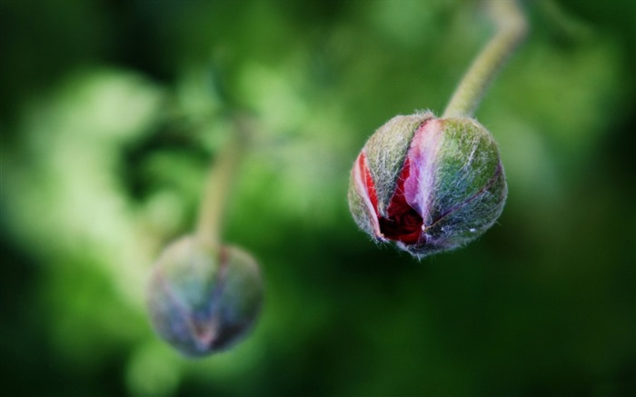 Frische Blumen und Pflanzen Frühling Themen-Wallpaper #2