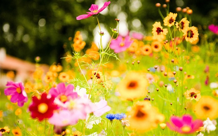 신선한 꽃과 식물을 테마로 바탕 화면을 봄 #6