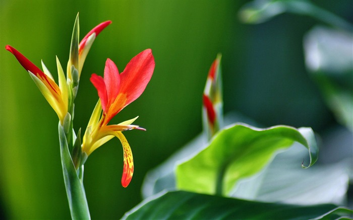 新鮮な花や植物がテーマの壁紙の春 #7