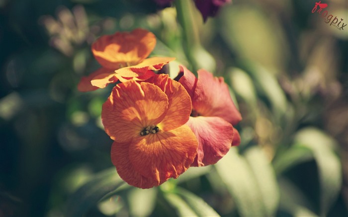 fleurs et de plantes fraîches de printemps papier peint à thème #8