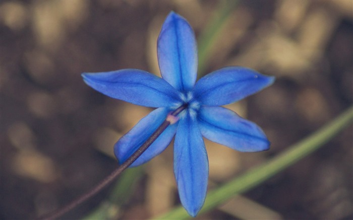 新鮮な花や植物がテーマの壁紙の春 #9