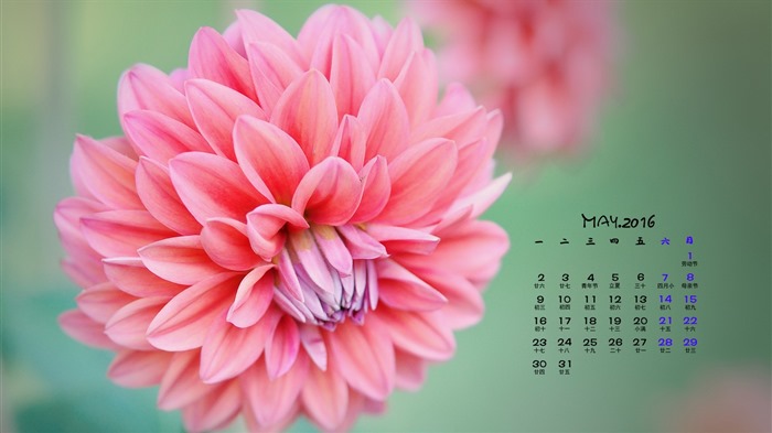 Mayo 2016 calendario de fondo de pantalla (1) #11