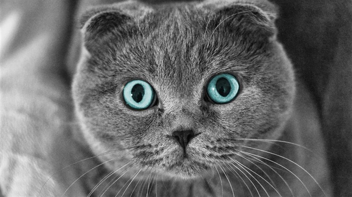 귀여운 애완 동물, 스코틀랜드 배 고양이의 HD 배경 화면 #1