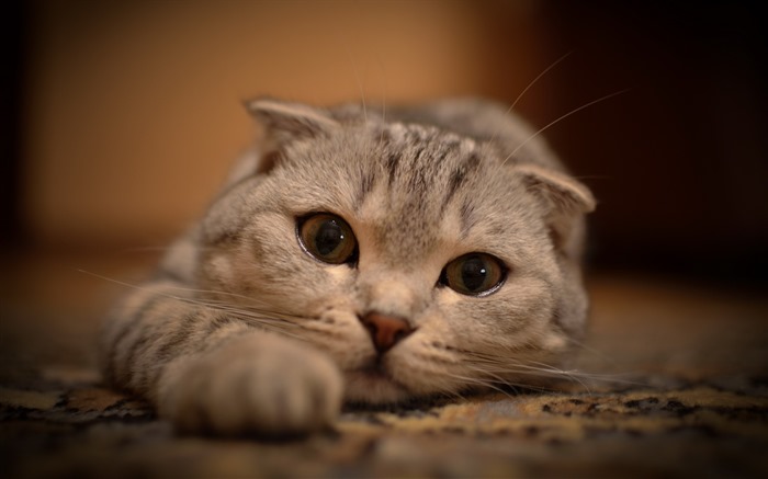 귀여운 애완 동물, 스코틀랜드 배 고양이의 HD 배경 화면 #21