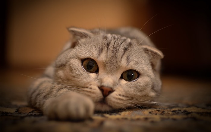 Cute pets, Scottish Fold cat HD wallpapers #21