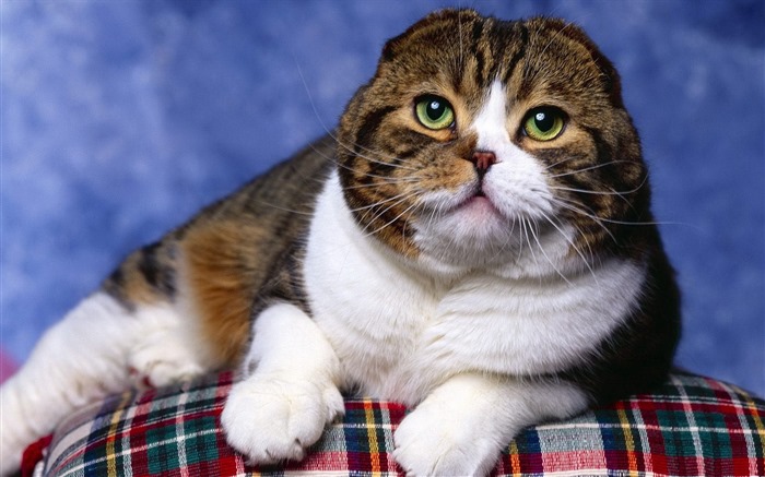 Roztomilé domácí zvířata, Scottish Fold kočka HD tapety na plochu #27