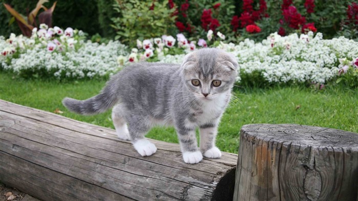 귀여운 애완 동물, 스코틀랜드 배 고양이의 HD 배경 화면 #29