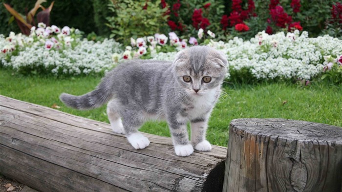 Cute pets, Scottish Fold cat HD wallpapers #29